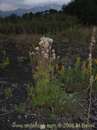 Image of Anemone multifida (). Click to enlarge parts of image.